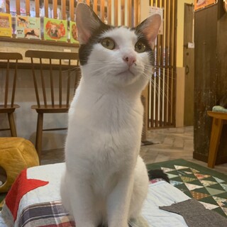 元気いっぱい心優しい！キャスバルくん