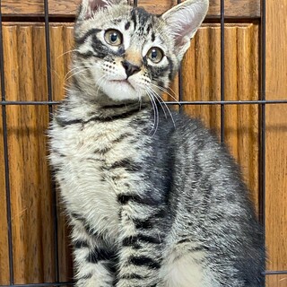 キジトラの元気な男の子　リック