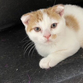 スコティッシュ男の子