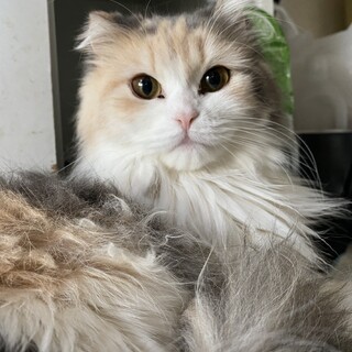 小さい耳がかわいいノルとスコのMIX