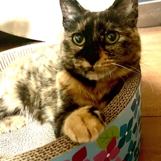 ゴロゴロ心優しいサビ猫サリーちゃん♡