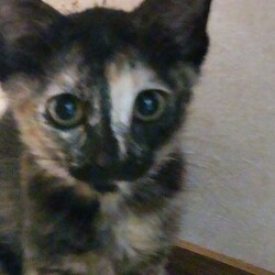 猫の譲渡会　in　名古屋市昭和生涯学習センター サムネイル2