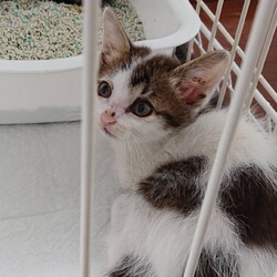 猫の譲渡会　in　名古屋市昭和生涯学習センター サムネイル3