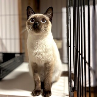 【6/23芝浦】超甘えん坊！シャム猫のしらたま