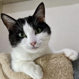 【7/15芝浦】ちょこっとシャイなリリ★ペア譲渡