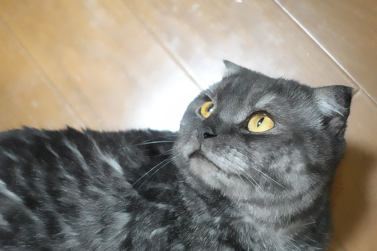 ブラックスモーク★ロック君 サムネイル3