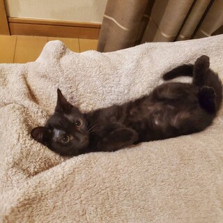  ⭐️警戒心ゼロの冒険女子！ 黒猫ルルちゃん