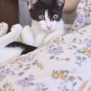 3兄妹♡なでてなでて〜ラムネくん