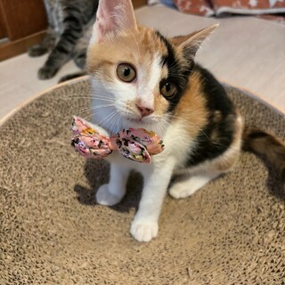 こっち向いてよ〜♡ミーナちゃん