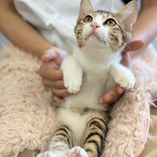 ピンクのお鼻♡麦茶くん♡