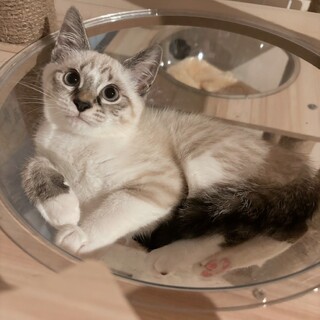 お膝でゴロゴロシャム風♡しーちゃん