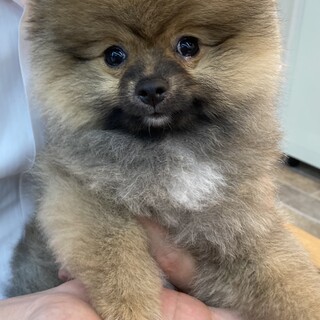 人懐っこい元気なポメラニアンです。