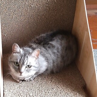 マンチカンですよ