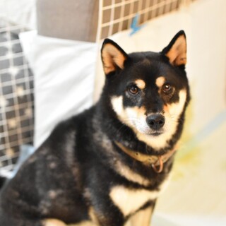 柴犬  バルーン