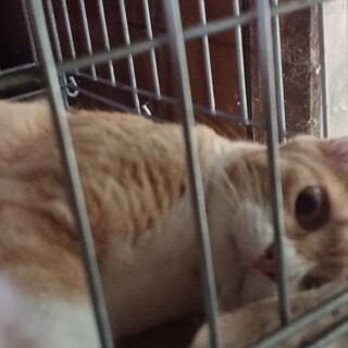 とっても甘えん坊なマロニー君です❤️