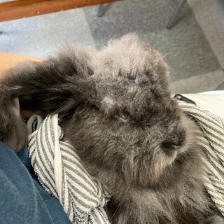 アメリカンファジロップ？黒　フワフワ　2.5㎏