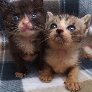離乳食始めました☆生後１ヶ月の兄妹