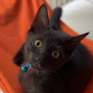 元気いっぱい男の子猫