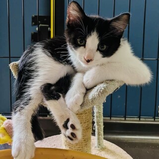 3ヶ月の可愛い男の子♪　テンちゃんです♥