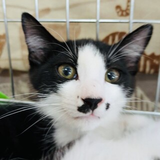 人慣抜群！8ヶ月の男の子♪　ビビちゃんです♥