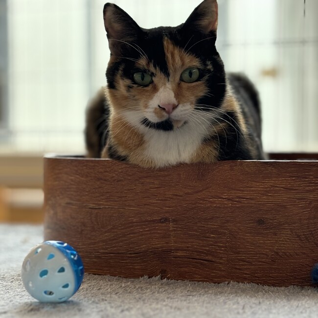 mikeneko＿apartmentのカバー写真