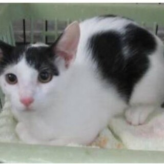 生後５ヵ月、３兄弟で持込み収容・引出サポートします