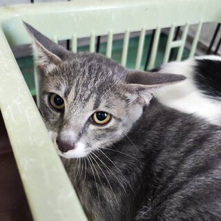 生後５ヵ月、３兄弟で持込み収容・引出サポートします