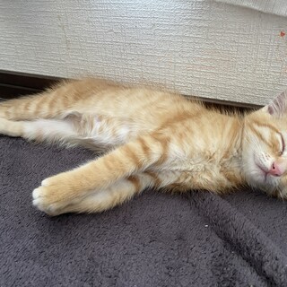 ♦︎きのこ　男の子♦︎