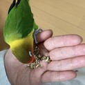 ボタンインコ2歳