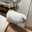 優しいセキセイインコ2歳