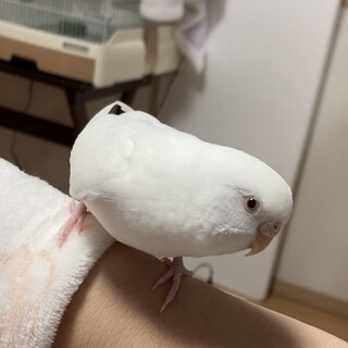 優しいセキセイインコ2歳