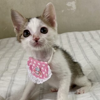 慣れ慣れな兄妹♪　明るくて楽しい！ドレミちゃん