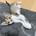 1ヶ月の猫