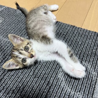 1ヶ月の猫