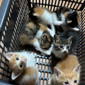 生後4週♡子猫たち！6匹　茶白　ミケ　茶トラ