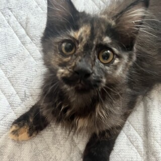 サビ猫ちゃむちゃん