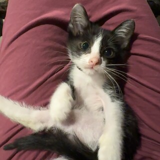 抱っこ大好き！生後2ヶ月♡白黒ハチワレ