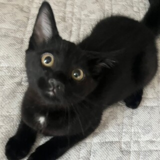 黒猫のちゃび