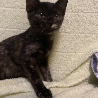 人懐こいさび猫 ますほちゃん