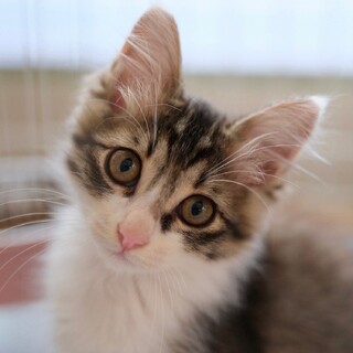 クルンテープ♡家族ができました