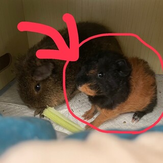 大切に育てられる方限定