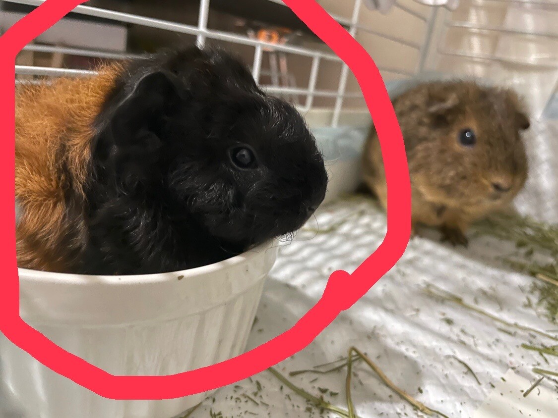 大切に育てられる方限定 サムネイル2