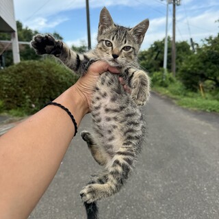 キジトラ生後2ヶ月　男の子