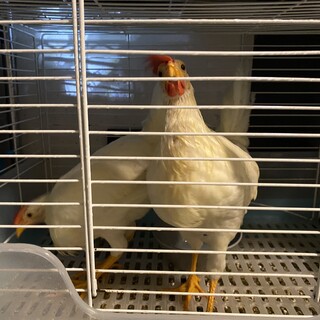 元気なニワトリ、2羽です！