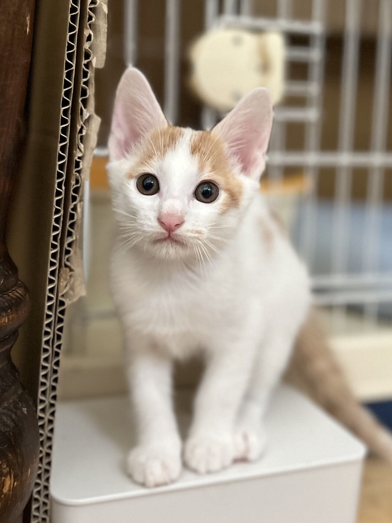 白茶の水玉模様がかわいい」東京都 - 猫の里親募集(495481