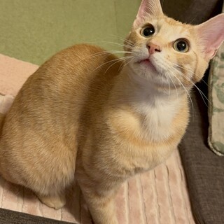 ビビりで甘えん坊です！