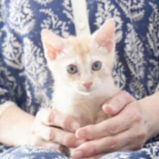 素直で可愛いメロンくん