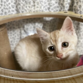 とても大人しく可愛い男の子