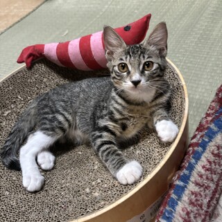 生後3ヶ月仲良し三兄弟