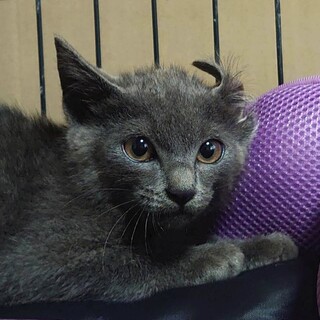 里親決定。グレーのリリちゃん2ヶ月半